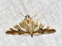Glyphodes stolalis