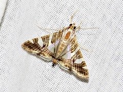 Glyphodes stolalis