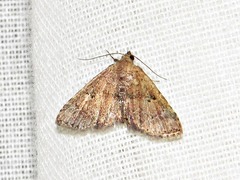 Cerynea thermesialis