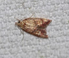 Lophopepla igniferella