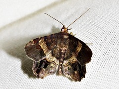 Chiasmia umbrata