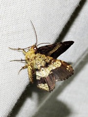 Chiasmia umbrata