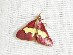 Bostra xanthorhodalis