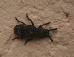 Xylinada