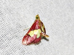 Bostra xanthorhodalis