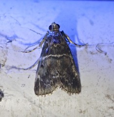 Orthaga atribasalis