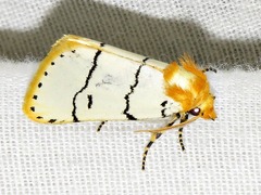 Proschaliphora albida