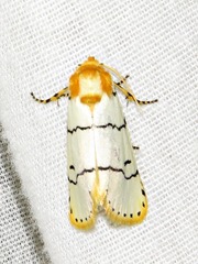 Proschaliphora albida