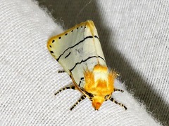 Proschaliphora albida