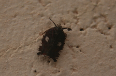 Lophopinae