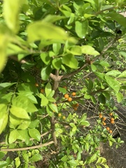 Solanum pseudocapsicum