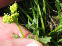 Lomatium caruifolium