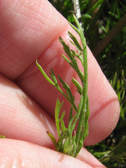 Lomatium caruifolium