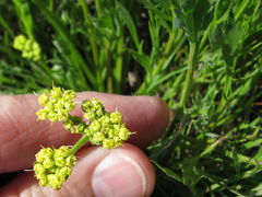 Lomatium caruifolium