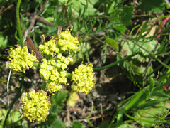 Lomatium caruifolium