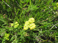 Lomatium caruifolium