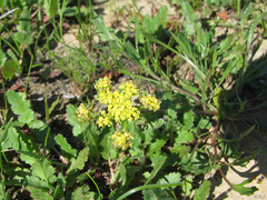 Lomatium caruifolium