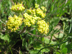 Lomatium caruifolium