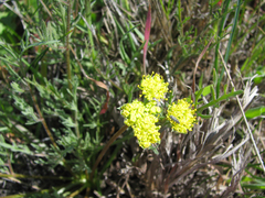Lomatium caruifolium