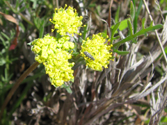 Lomatium caruifolium