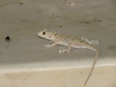 Tenuidactylus caspius caspius