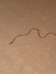 Pygopus nigriceps
