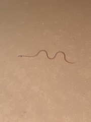 Pygopus nigriceps
