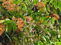 Palicourea thyrsiflora