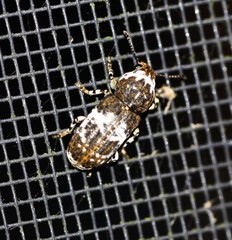 Dendropemon albopictus