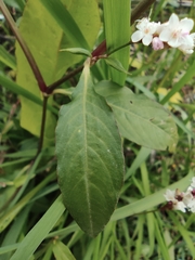 Persicaria japonica