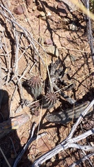 Anthacanthae