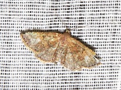 Cerynea thermesialis