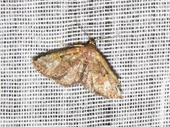 Cerynea thermesialis