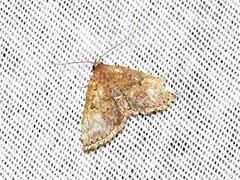 Cerynea thermesialis