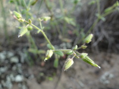 Cerastium ramosissimum