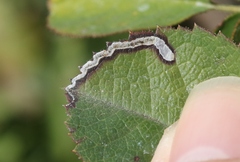 Stigmella anomalella
