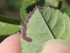 Stigmella anomalella