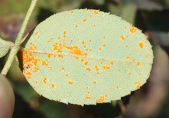 Phragmidium tuberculatum