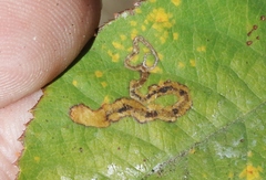 Stigmella anomalella