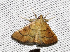 Stemmatophora depressalis