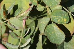 Phragmidium tuberculatum