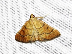 Stemmatophora depressalis