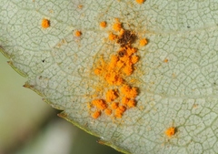 Phragmidium tuberculatum