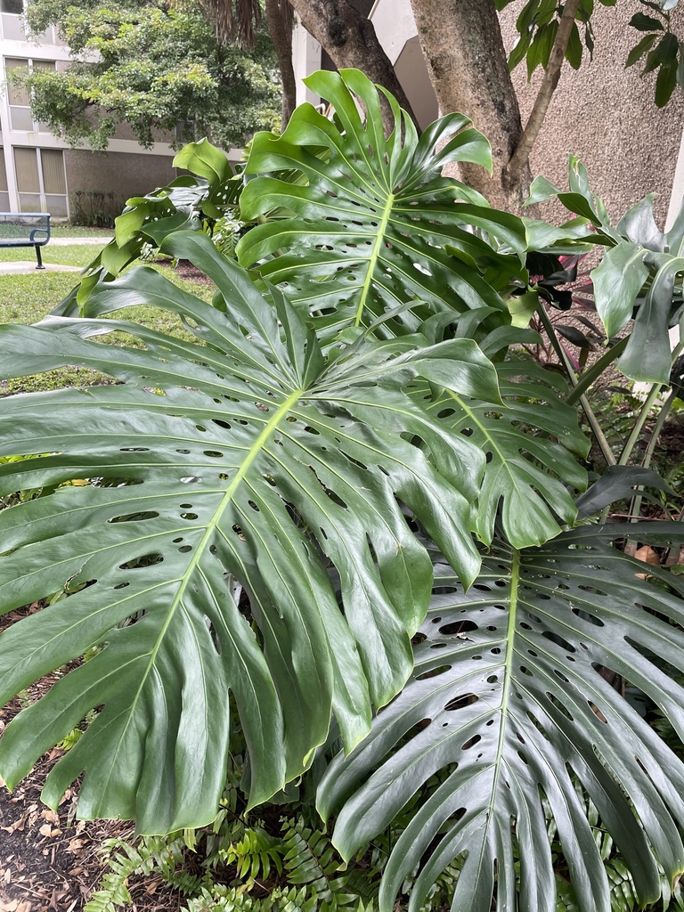 Staghorn fern