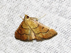Stemmatophora depressalis