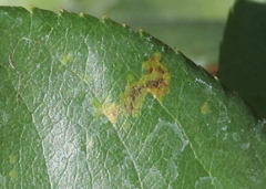 Phragmidium tuberculatum