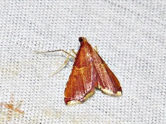 Endotricha erythralis