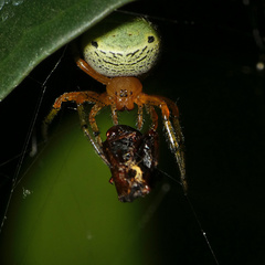 Neoscona rufipalpis