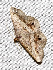 Chiasmia streniata