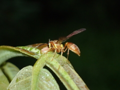 Polybia nidulatrix image